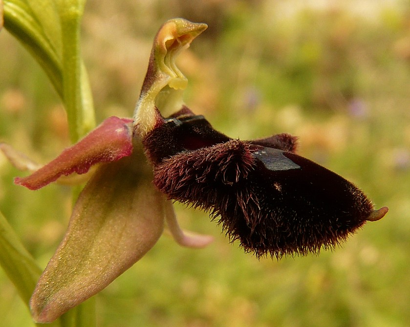 Ophrys promontorii